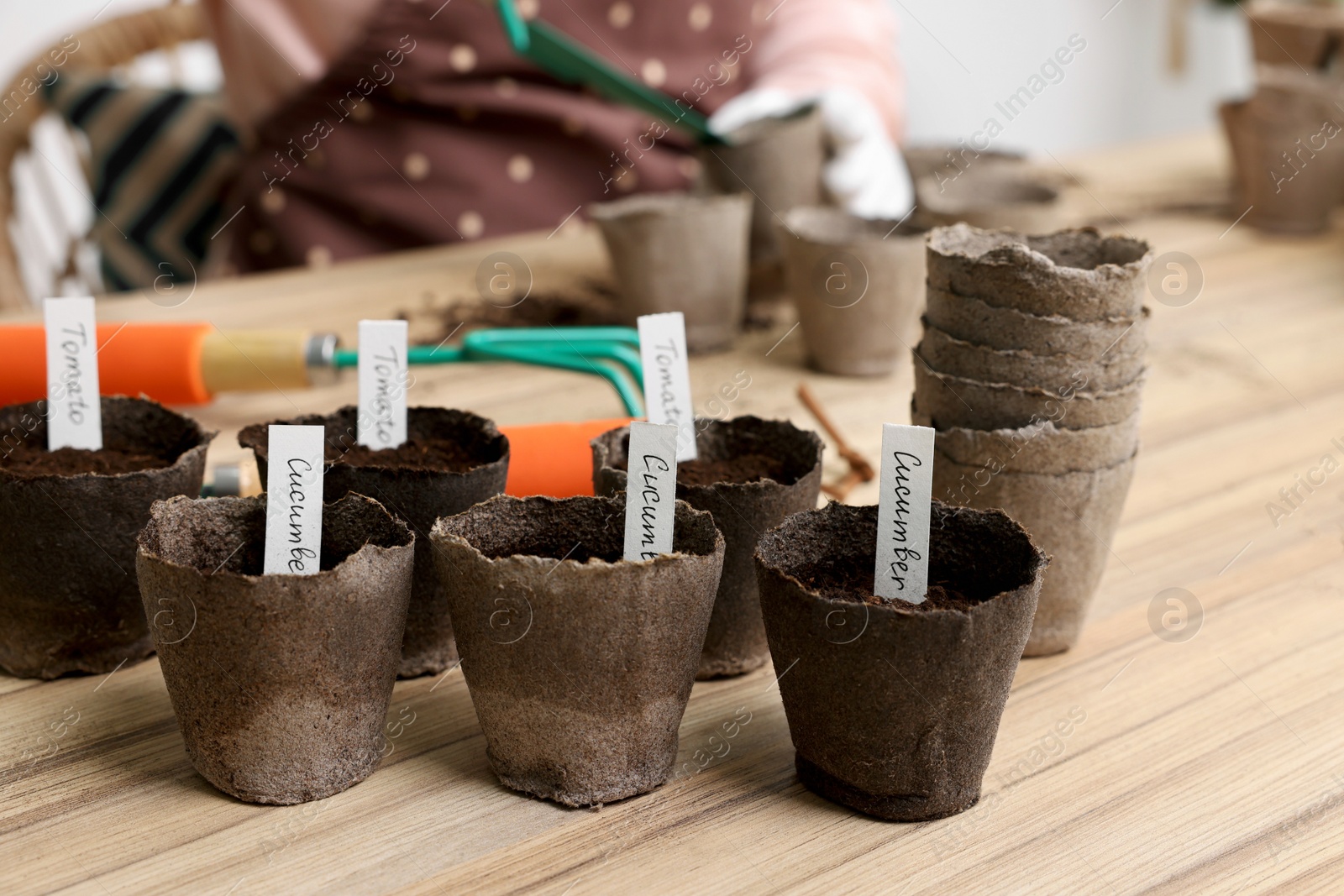 Photo of Woman filling pots with soil at wooden table. Growing vegetable seeds