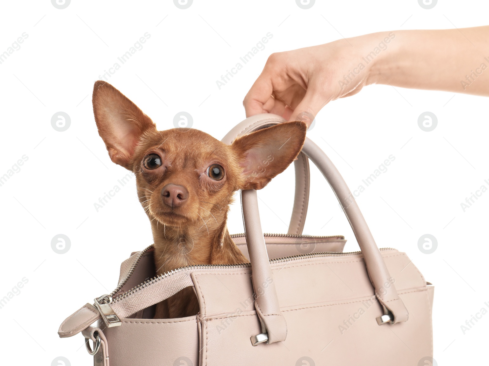 Photo of Cute toy terrier in female handbag isolated on white. Domestic dog