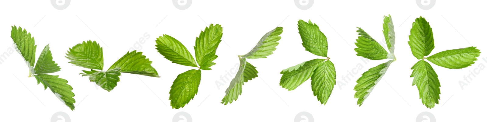 Image of Set with bright green wild strawberry leaves isolated on white