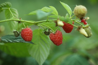 Photo of Raspberry bush with tasty ripe berries in garden, closeup