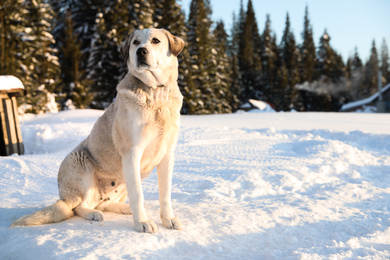 Photo of Cute dog outdoors on snowy winter day. Funny pet