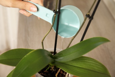 Photo of Woman watering orchid plant on window sill, closeup