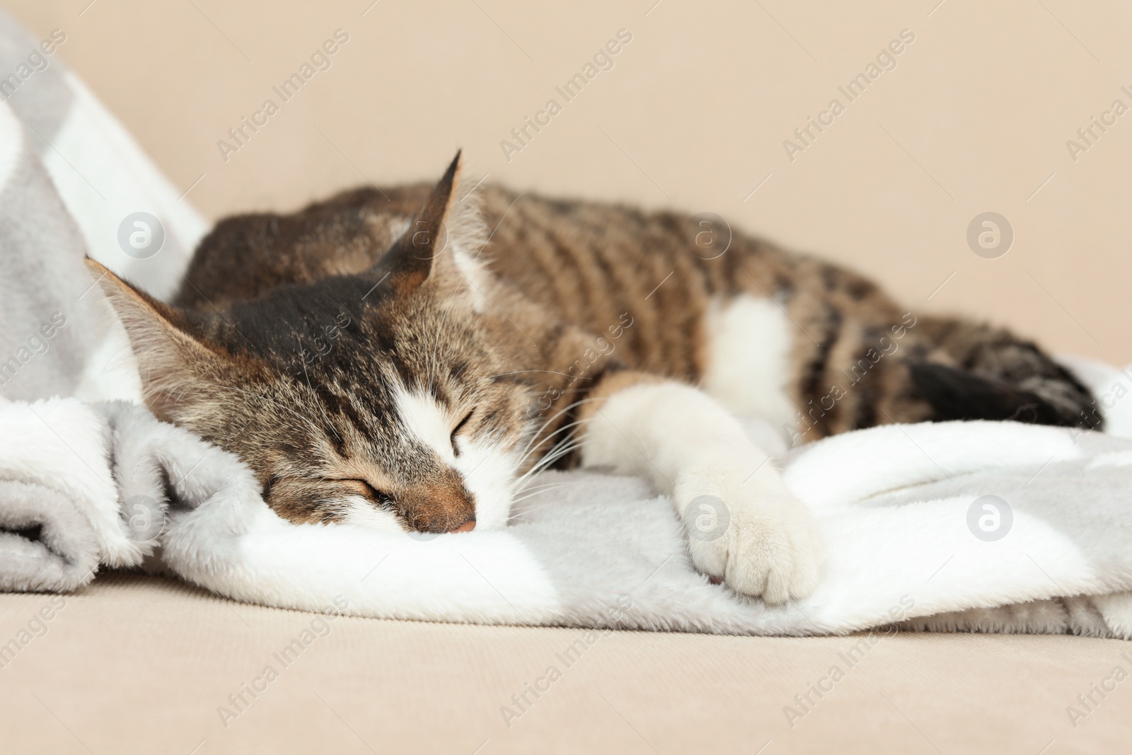 Photo of Cute cat sleeping on sofa at home