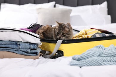 Travel with pet. Clothes, cat and suitcase on bed indoors