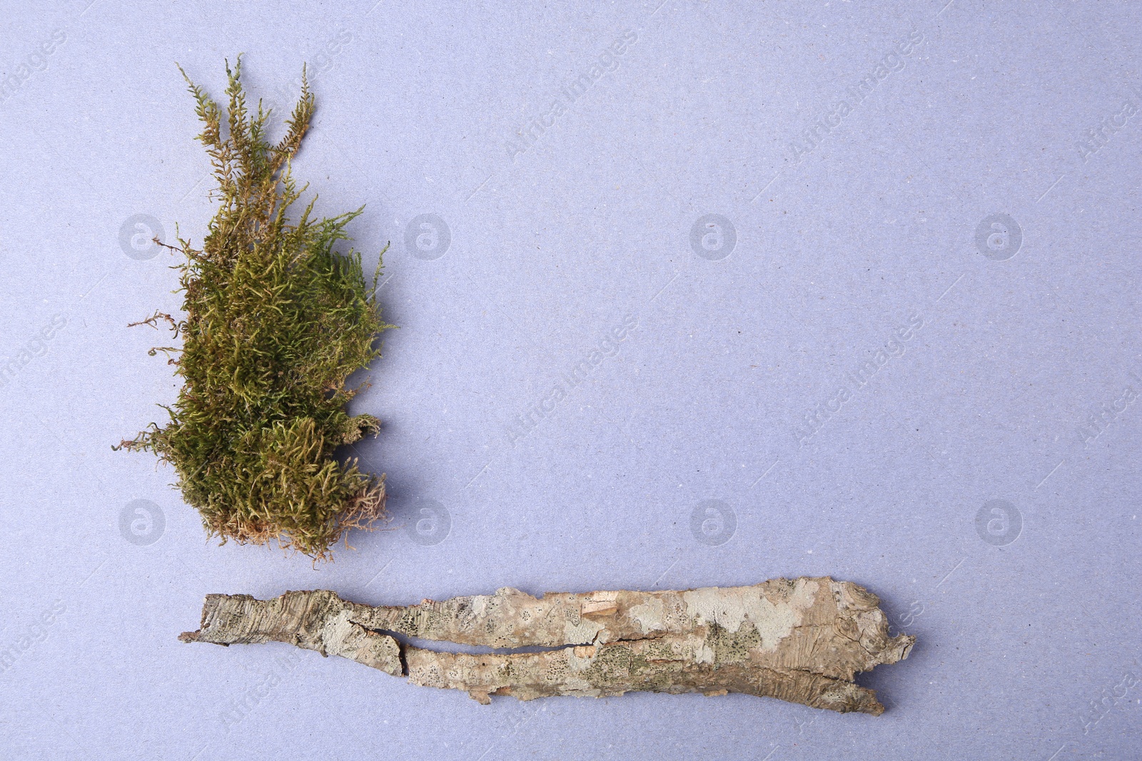 Photo of Tree bark pieces with moss on light blue background, flat lay. Space for text