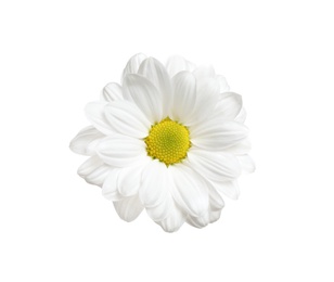 Beautiful fresh chamomile flower on white background