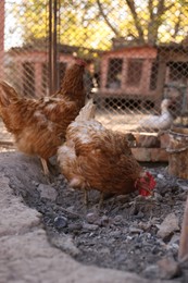 Photo of Two beautiful hens in yard. Domestic animals