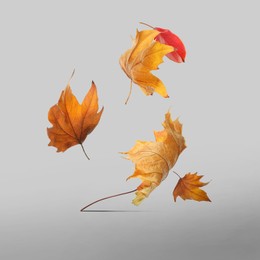 Image of Different autumn leaves falling on light grey background
