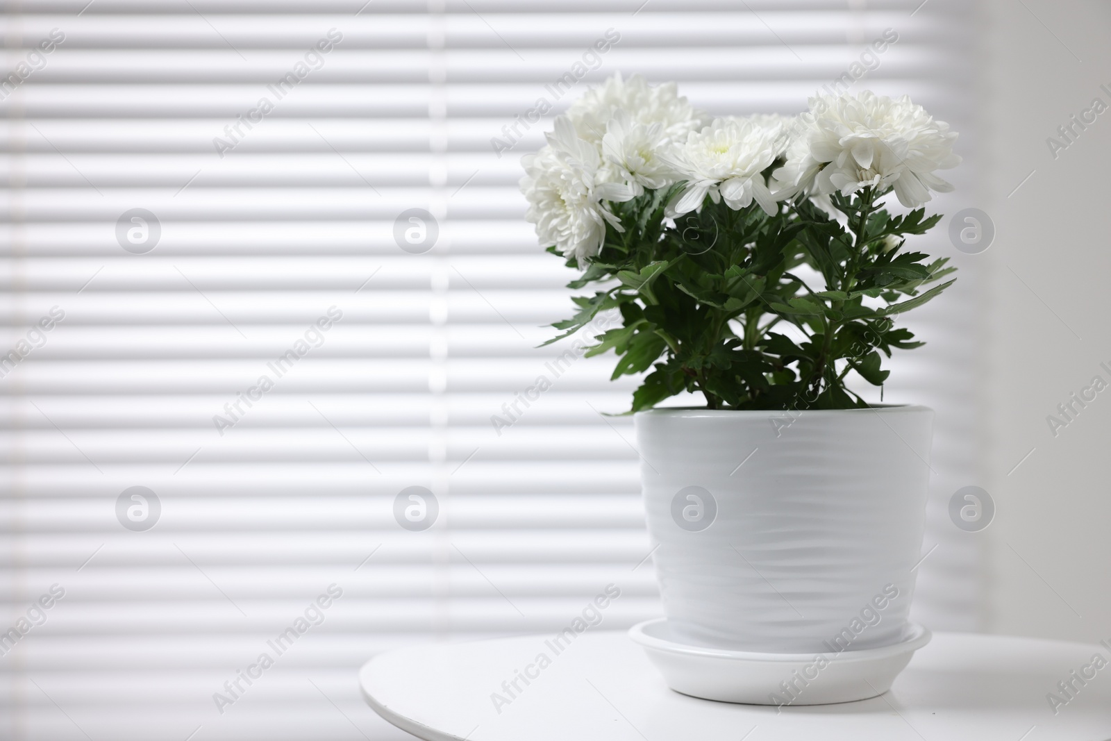 Photo of Beautiful chrysanthemum plant in flower pot on white table indoors. Space for text