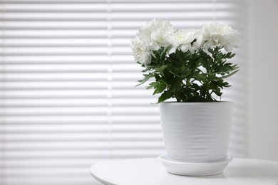 Beautiful chrysanthemum plant in flower pot on white table indoors. Space for text