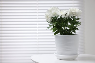 Photo of Beautiful chrysanthemum plant in flower pot on white table indoors. Space for text