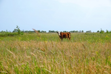 Photo of Beautiful cute calf grazing on green meadow