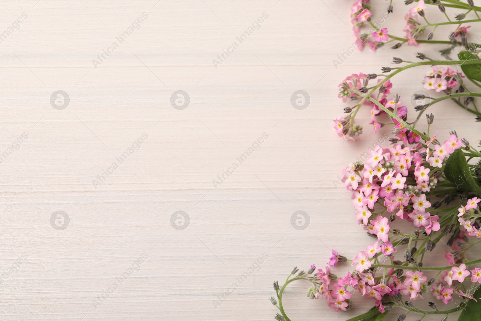 Photo of Beautiful Forget-me-not flowers on white wooden table, flat lay. Space for text