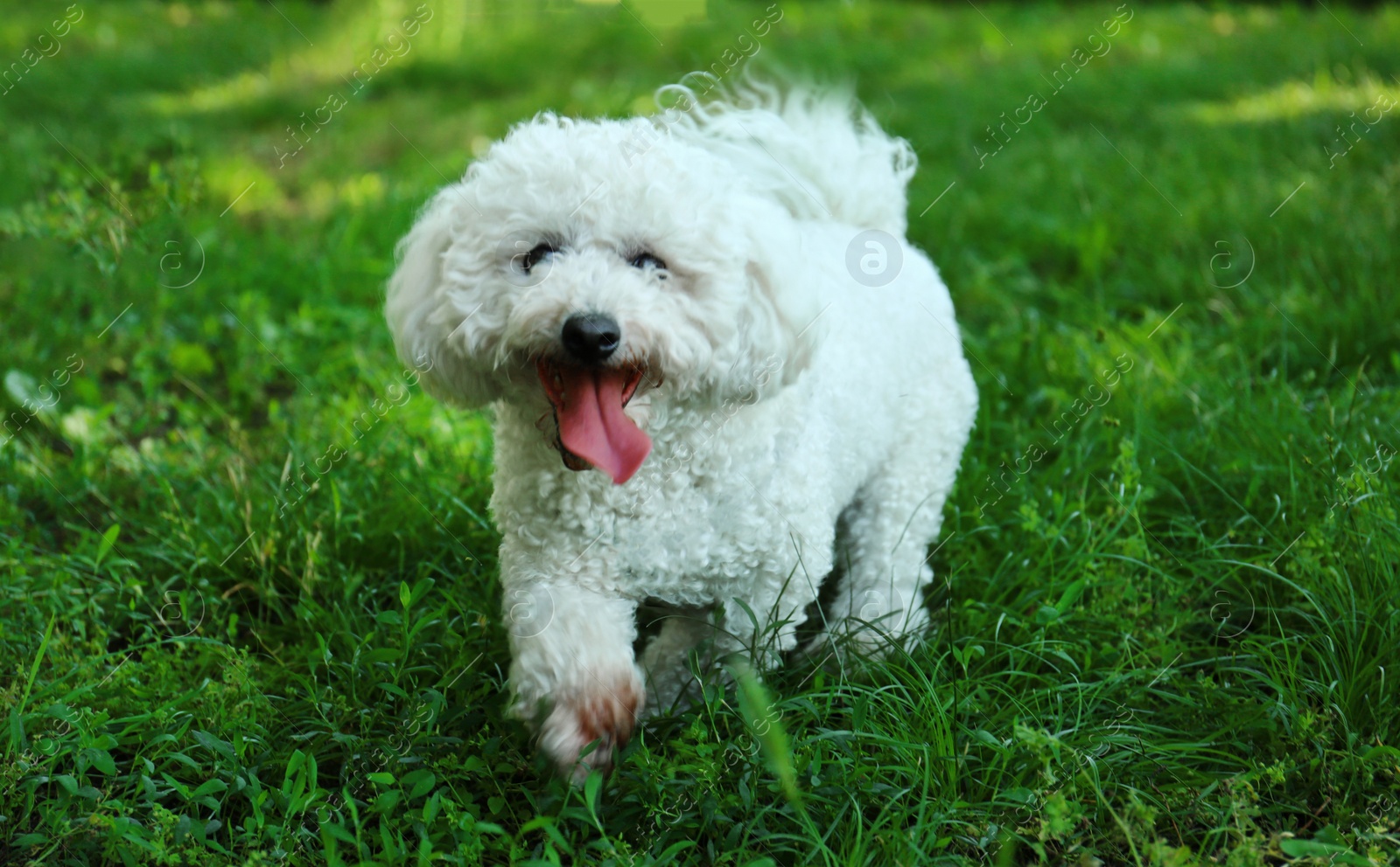 Photo of Cute fluffy Bichon Frise dog on green grass in park