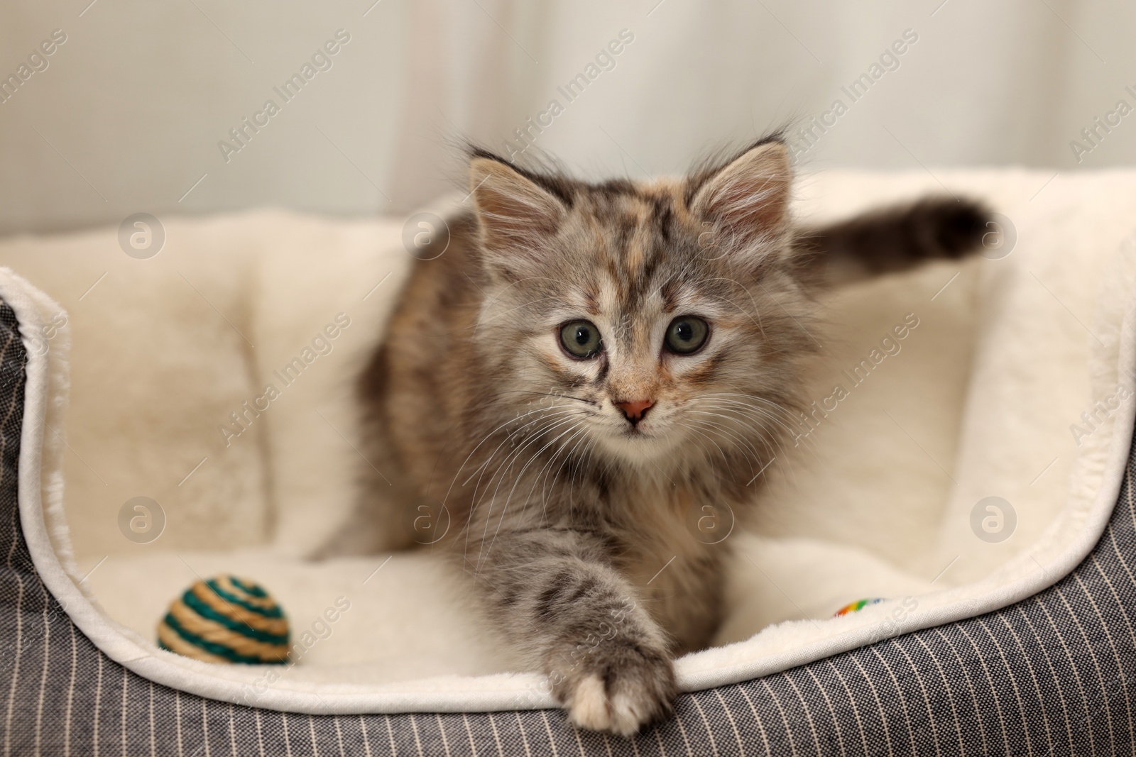 Photo of Cute fluffy kitten with ball in pet bed at home