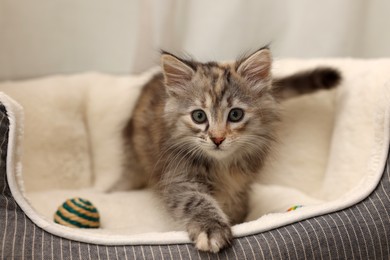 Cute fluffy kitten with ball in pet bed at home