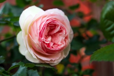 Beautiful blooming pink rose on bush outdoors, closeup. Space for text