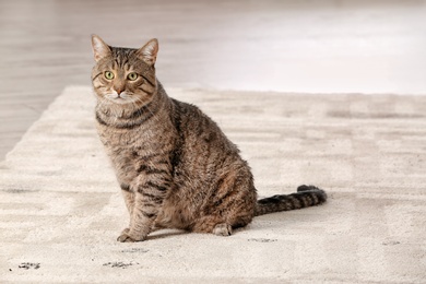 Cute cat leaving muddy paw prints on carpet