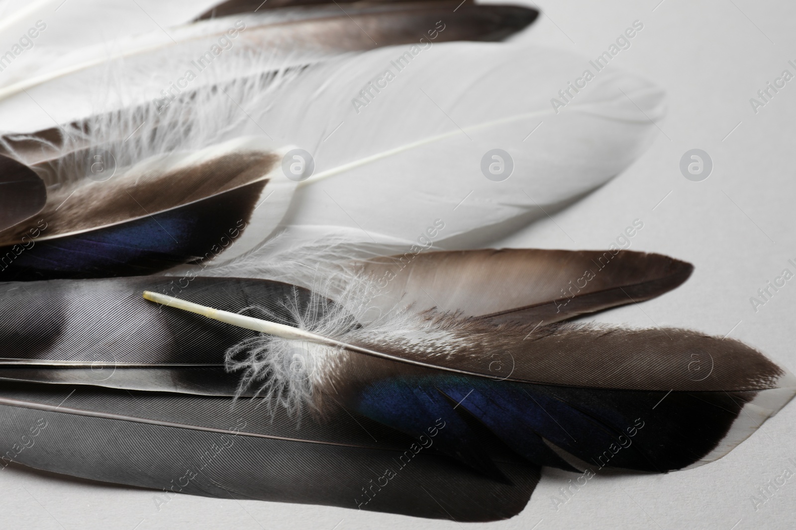 Photo of Many different bird feathers on white background, closeup