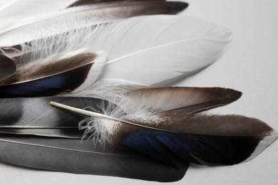 Many different bird feathers on white background, closeup