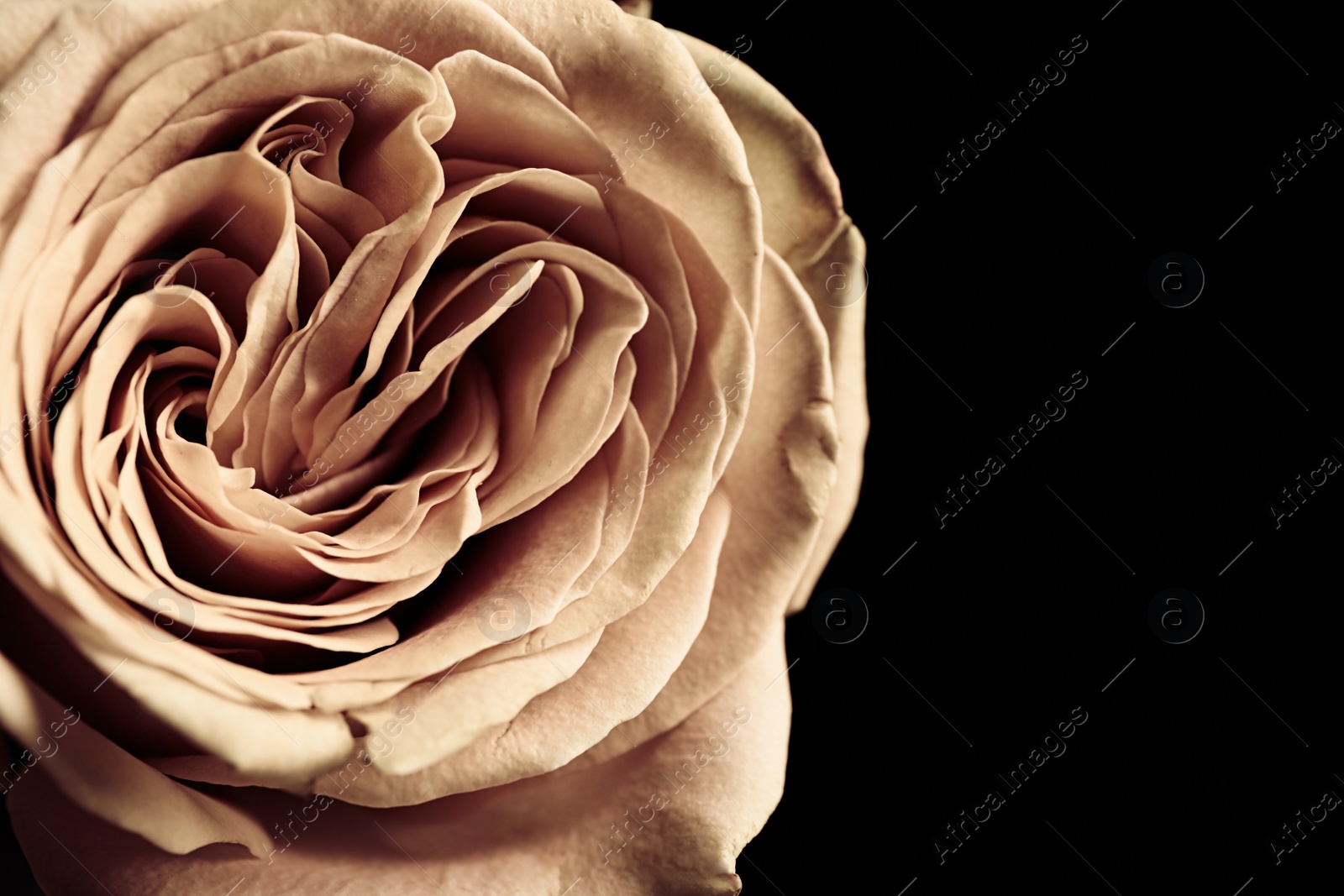 Photo of Beautiful rose on black background, closeup. Floral card design with dark vintage effect