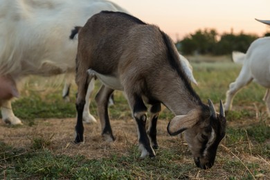 Photo of Cute goatling on pasture at farm. Baby animal