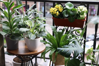 Photo of Many different beautiful plants in pots on balcony