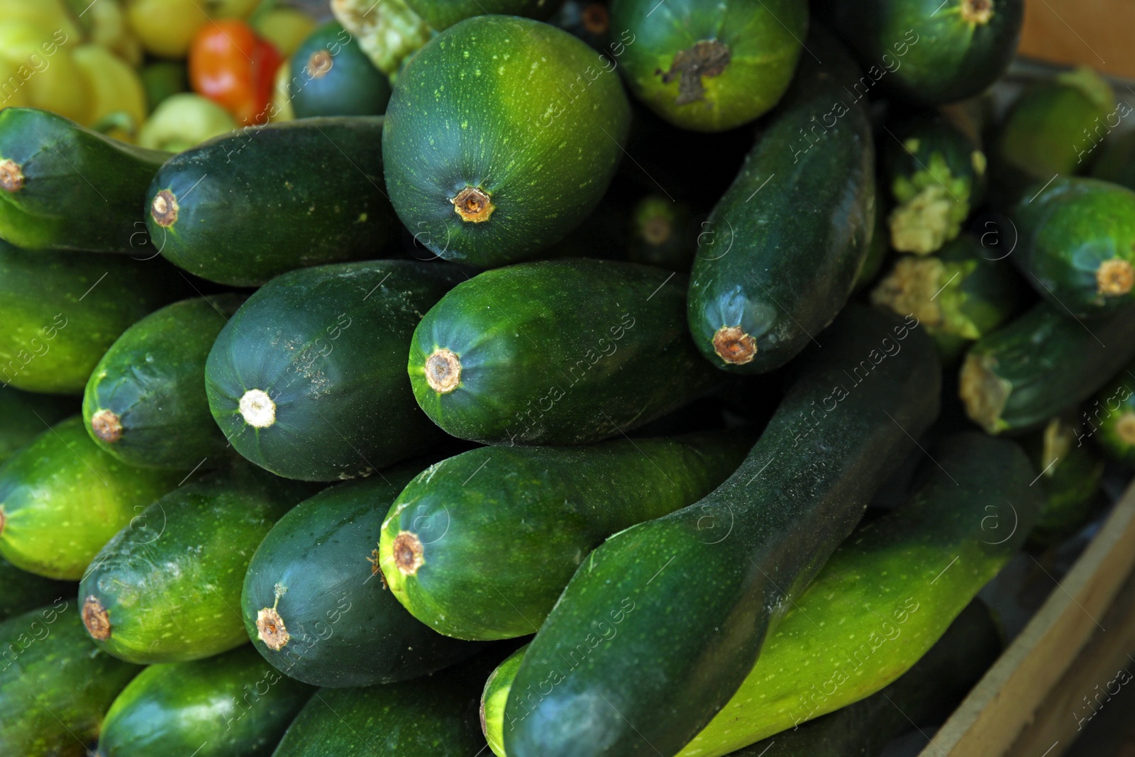 Photo of Pile of fresh ripe squashes, closeup