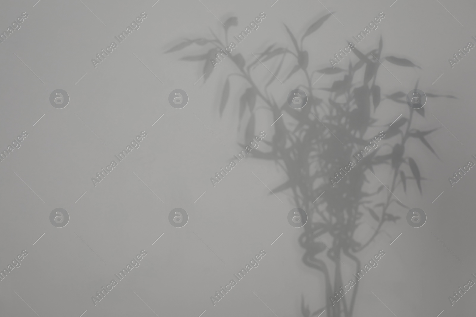 Photo of Shadow of plant falling on white wall, space for text