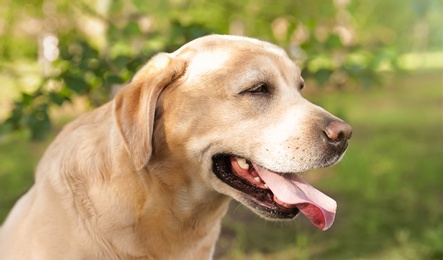 Cute Golden Labrador Retriever dog in summer park