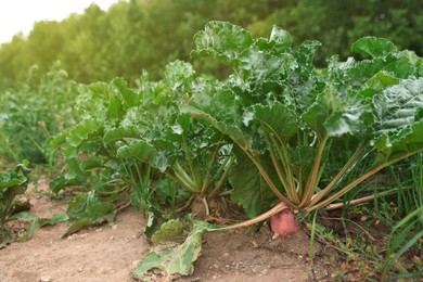 Photo of Beautiful beet plants with green leaves outdoors