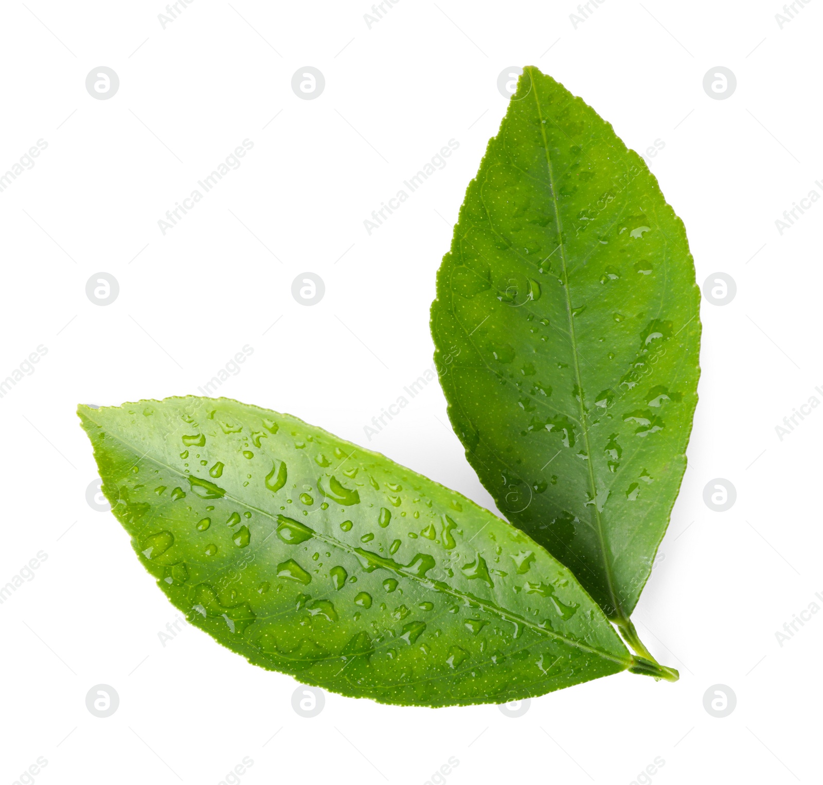 Photo of Fresh green citrus leaves with water drops isolated on white, top view