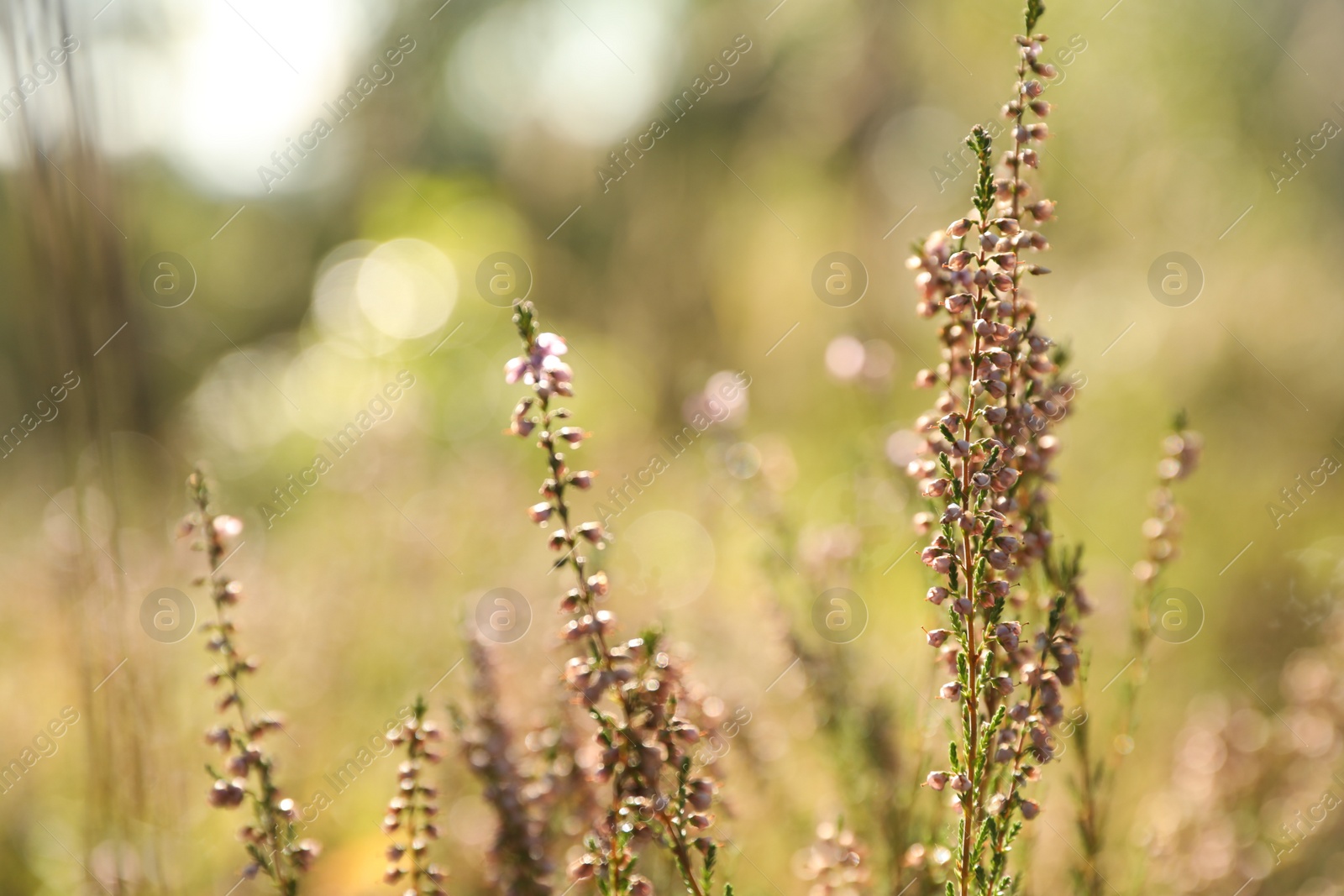 Photo of Beautiful meadow plants on sunny day, closeup