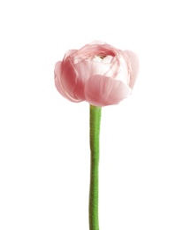 Photo of Beautiful ranunculus flower on white background