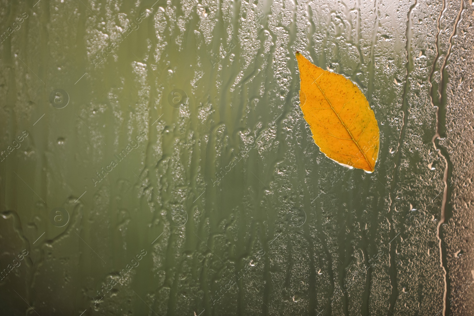 Photo of Autumn leaf on glass, space for text. Rainy weather