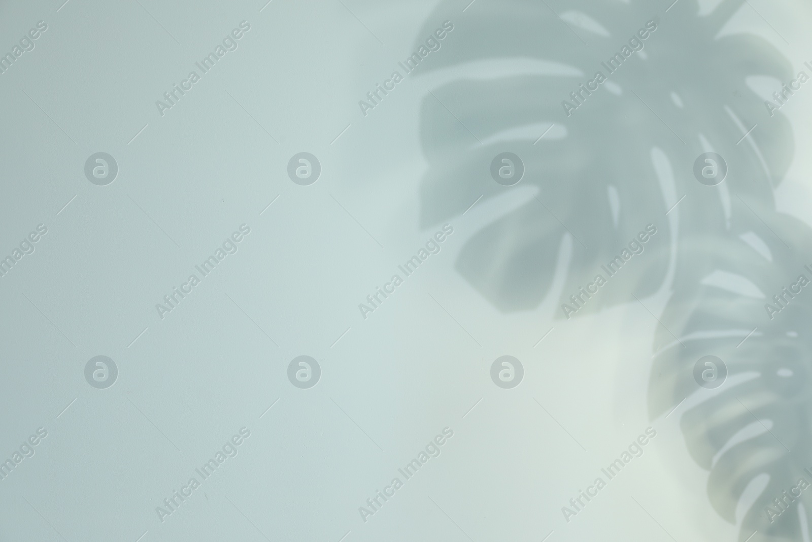 Photo of Shadow of monstera plant leaves on light background, space for text