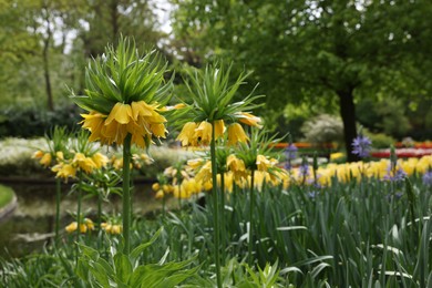 Beautiful yellow crown imperial flowers growing park. Spring season