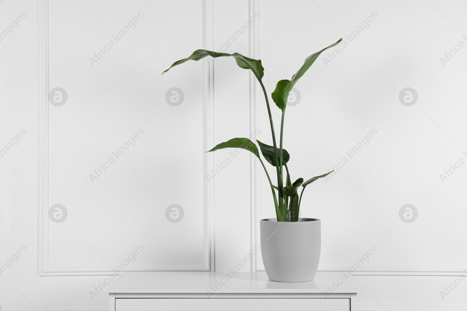 Photo of Potted strelitzia on chest of drawers near white wall, space for text. Beautiful houseplant