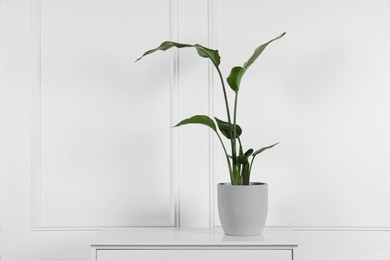 Photo of Potted strelitzia on chest of drawers near white wall, space for text. Beautiful houseplant