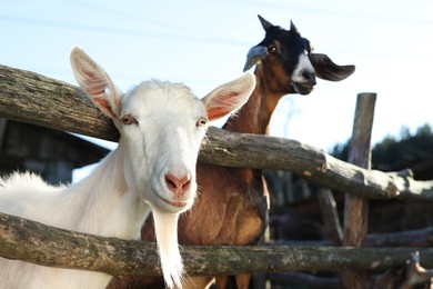Cute goats inside of paddock at farm, low angle view