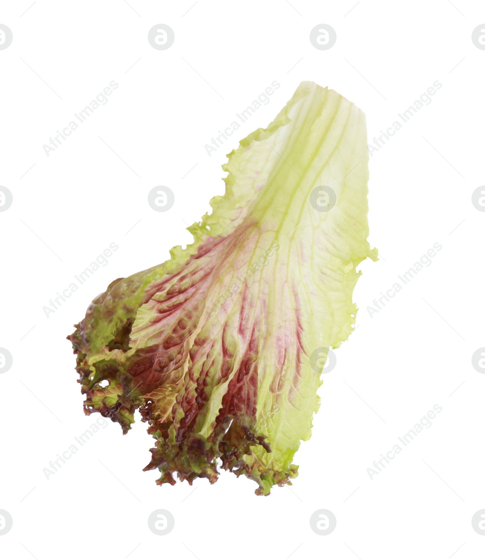 Photo of Leaf of fresh red coral lettuce isolated on white