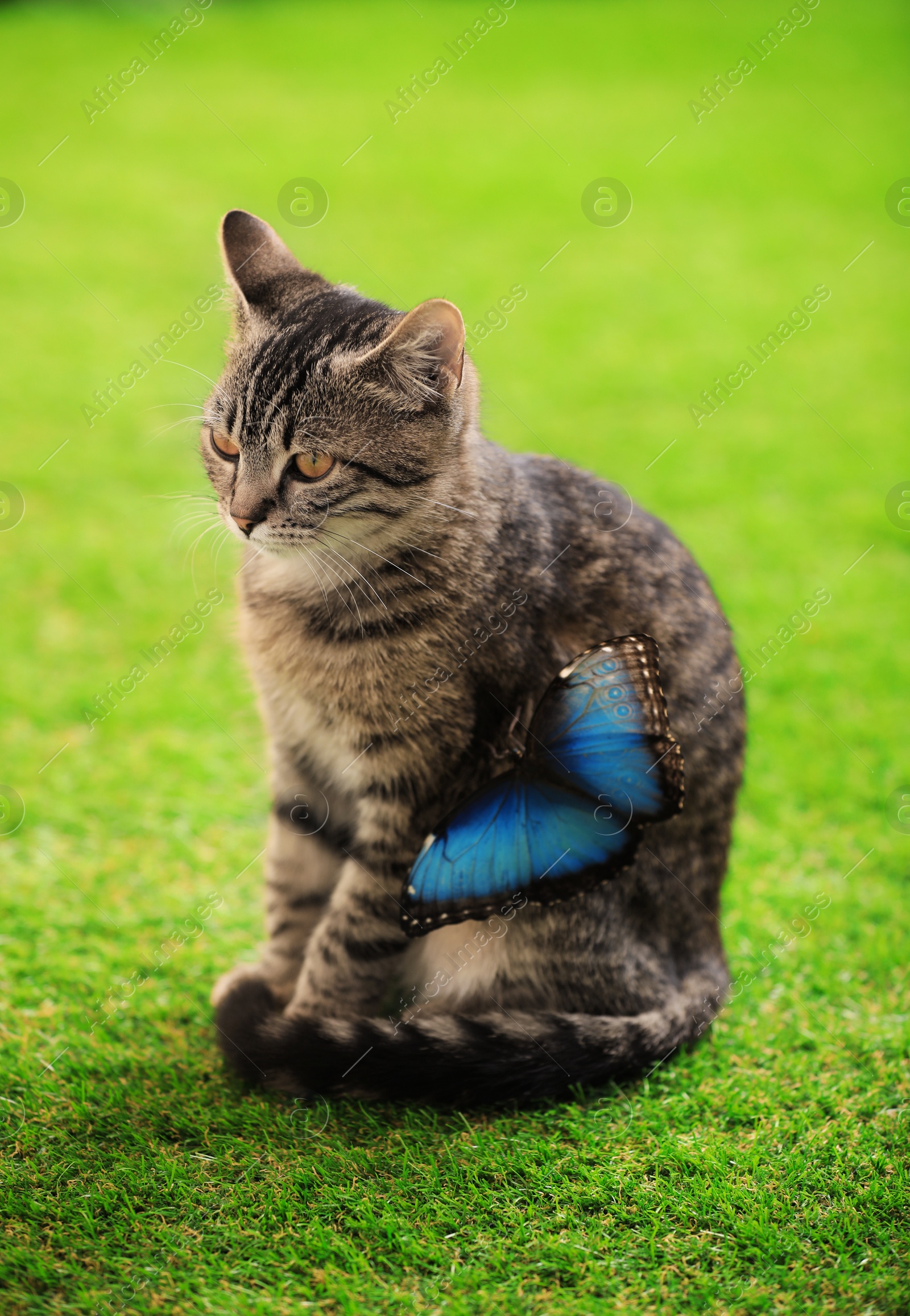 Photo of Cute tabby cat with beautiful Blue Morpho butterfly on green grass