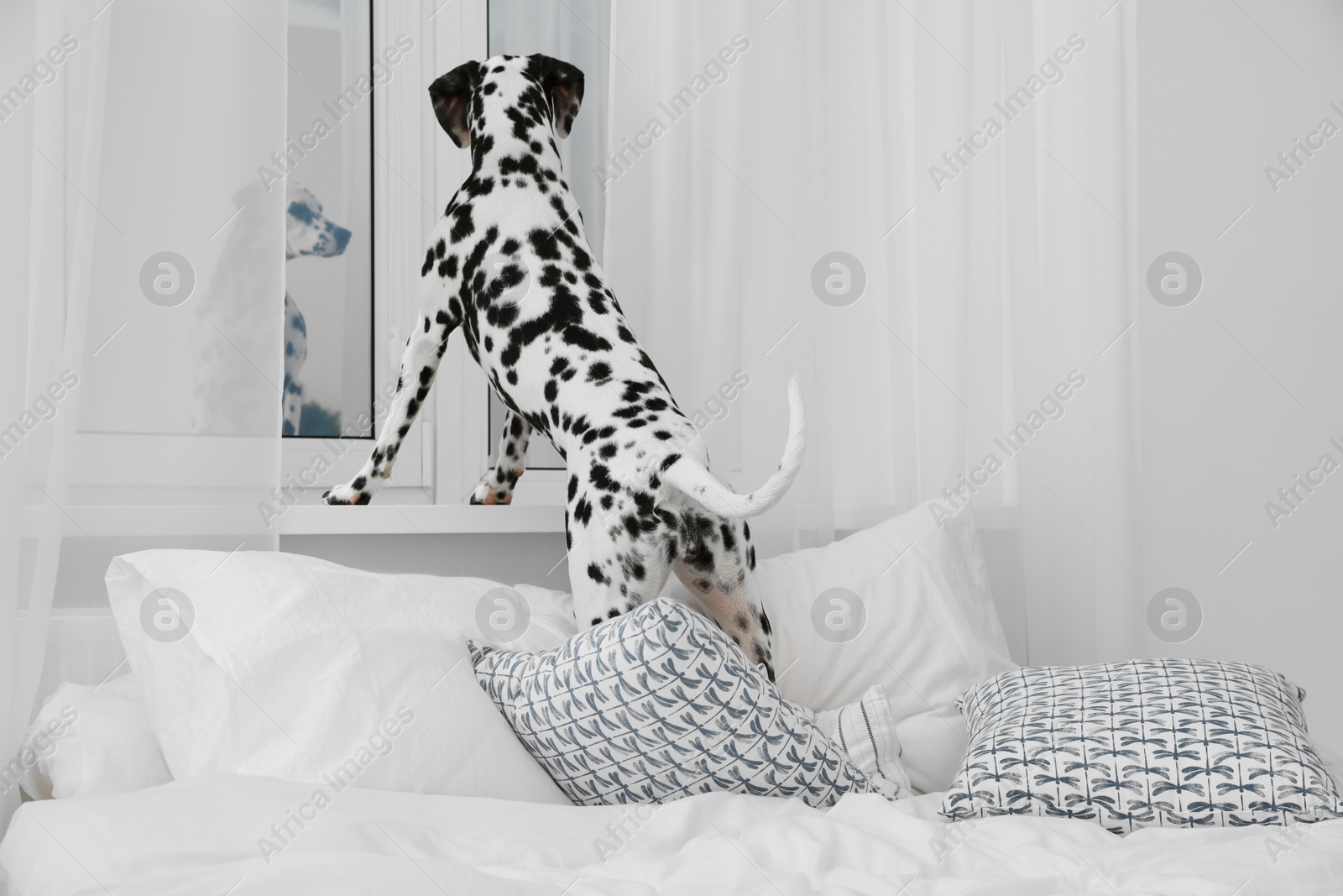 Photo of Adorable Dalmatian dog looking out window in bedroom