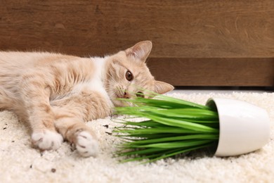 Photo of Cute ginger cat near overturned houseplant on carpet at home