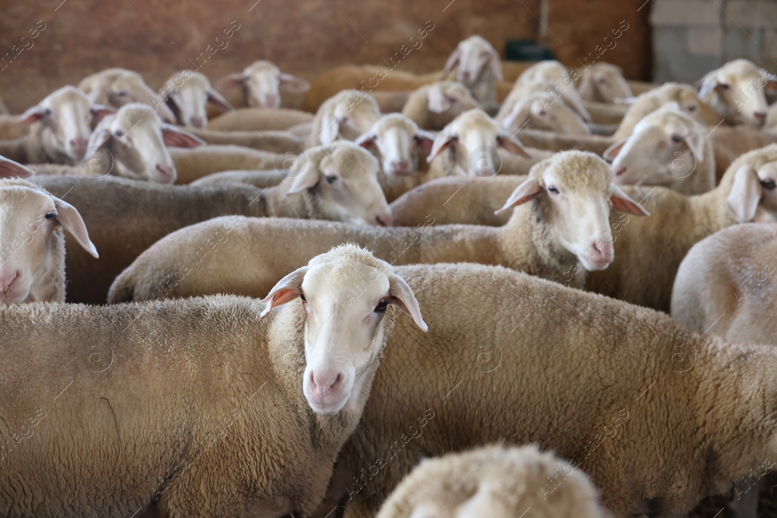 Photo of Many sheep in barn on farm. Cute animals