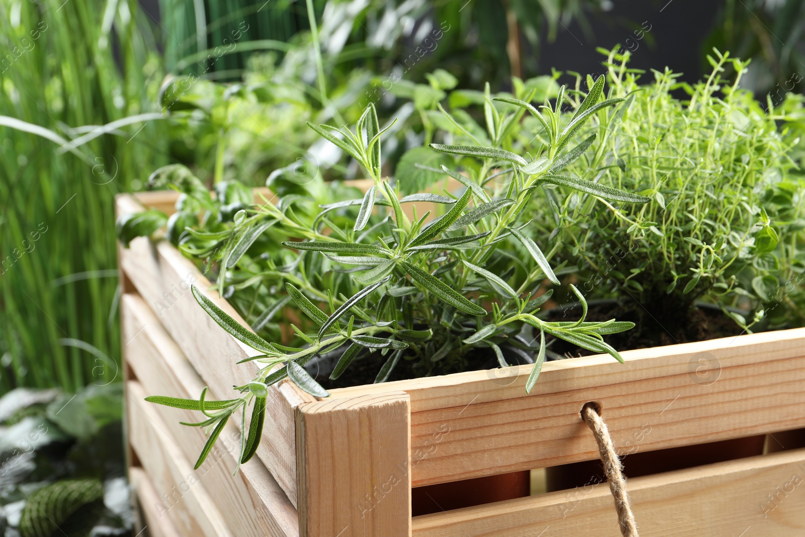 Photo of Different aromatic potted herbs in wooden crate, closeup