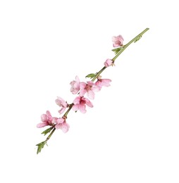 Beautiful sakura tree branch isolated on white