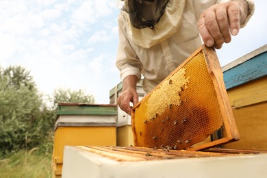 Photo of Beekeeper in uniform taking frame from hive at apiary, closeup. Harvesting honey