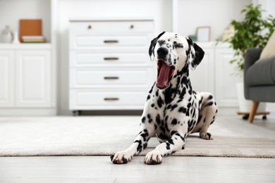 Photo of Adorable Dalmatian dog lying on rug and yawning indoors