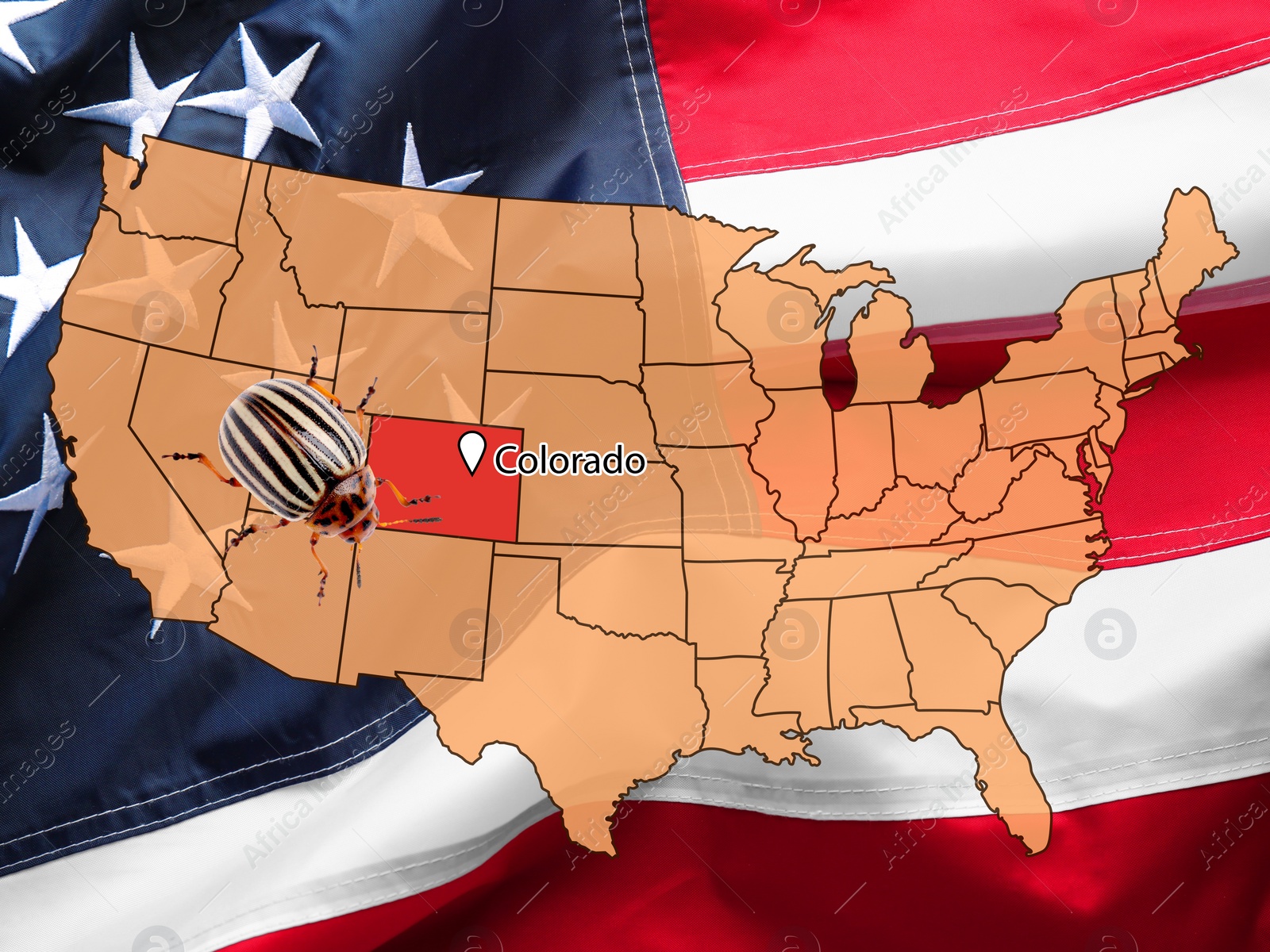 Image of USA map with marked state of Colorado and potato beetle 